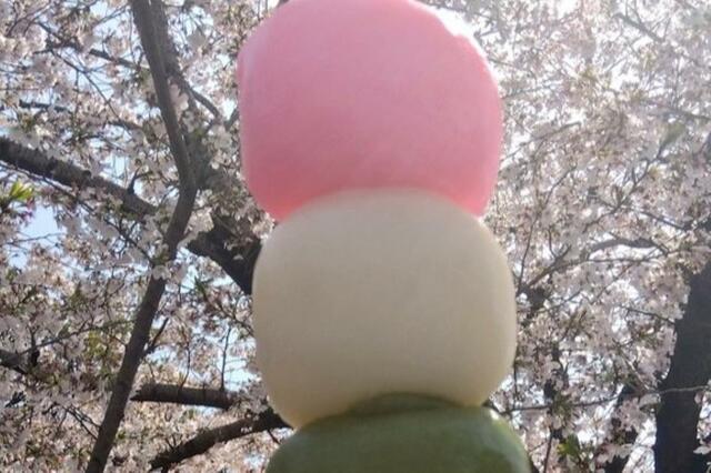 花見の定番「三色団子」を思わず二度見　桜もかすむドデカスイーツに「もはや鈍器」
