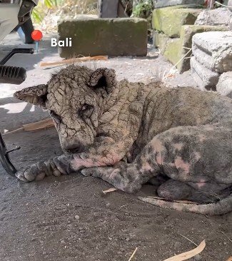 病気で捨てられた「岩のような皮膚の犬」を救出→見違える姿に変化し、優しい家族と出会う「なんて愛らしい赤ちゃん…涙」の声
