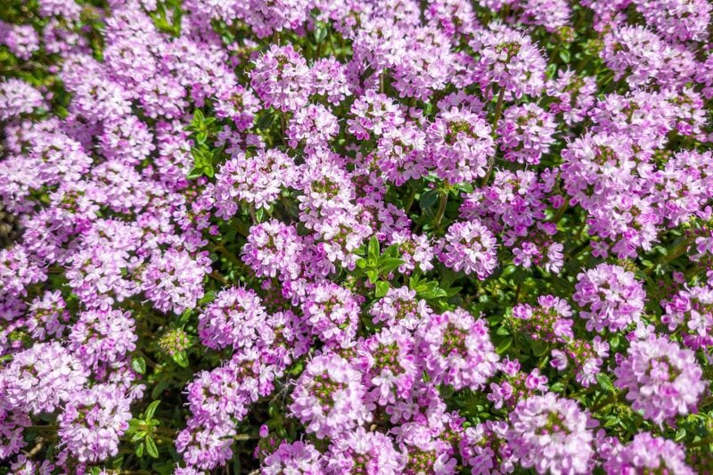 今が植えどき！雑草対策におすすめの《春植えグランドカバー》6選で花のじゅうたんを楽しもう