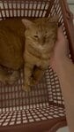 風呂掃除のため「速やかなご退館」をお願いされたお風呂場の猫　運ばれ方にホッコリ