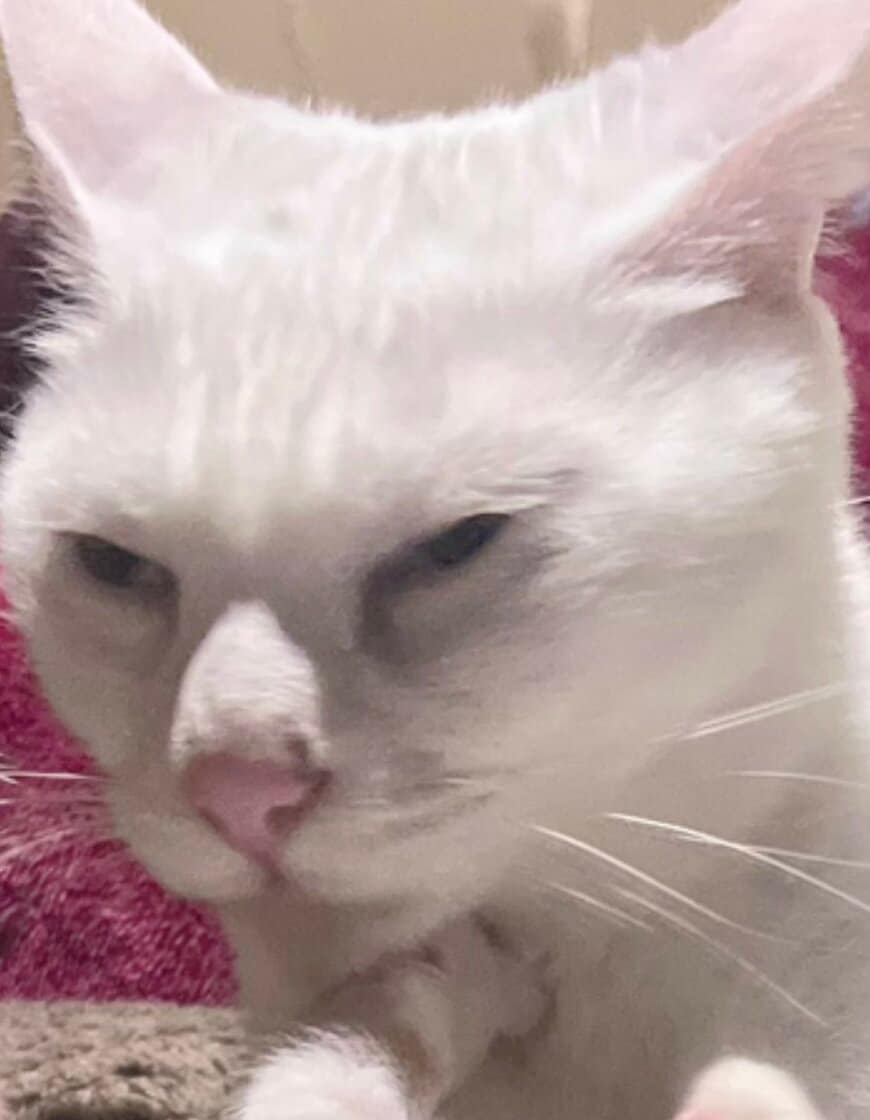 保護子猫の体力に虚無顔になる先輩猫…先輩が子猫の頃の「まさかの光景」にほっこり