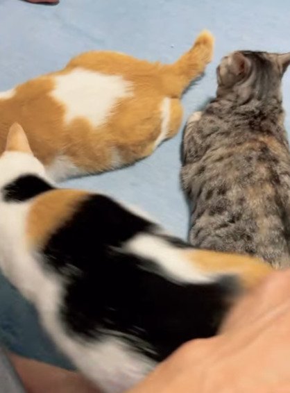 出所：@hikaitimilky