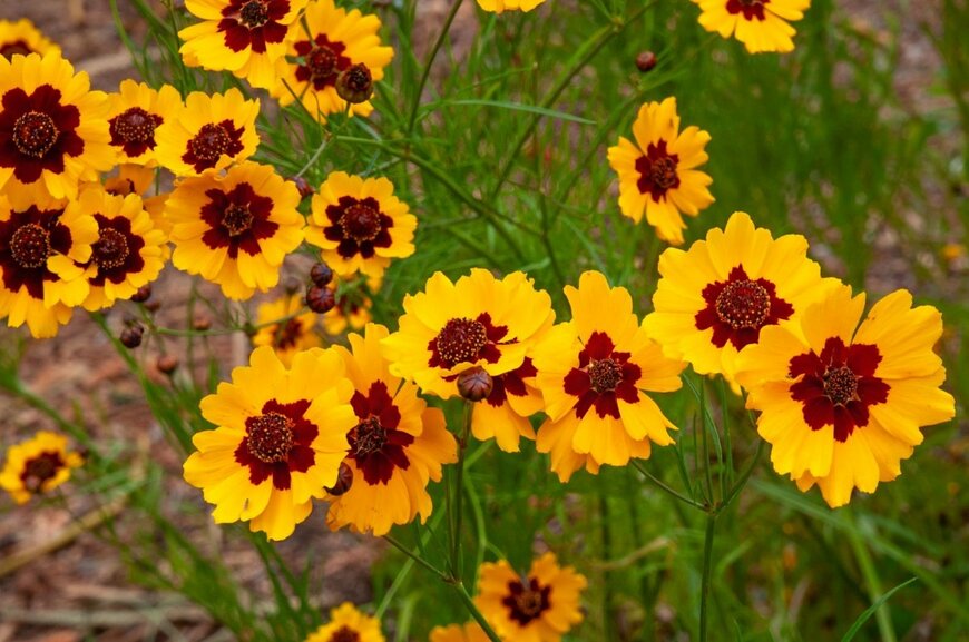 demamiel62/shutterstock.com