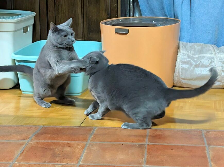 「ぐぁし」立ち上がって組み合う2匹のグレーの猫…じゃれ合いのような姿に目が釘付け