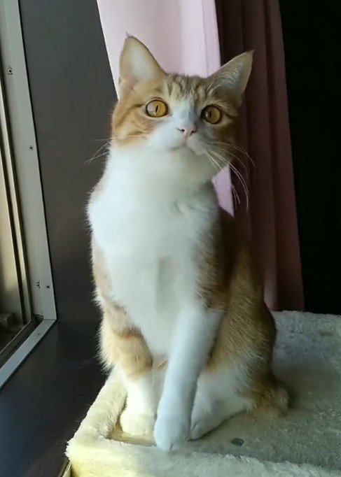 出所：@mero627puri914