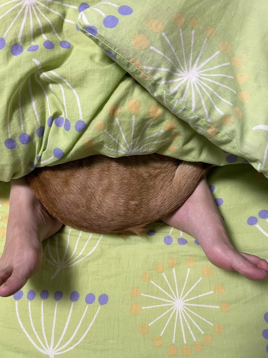 妻と猫の寝相
