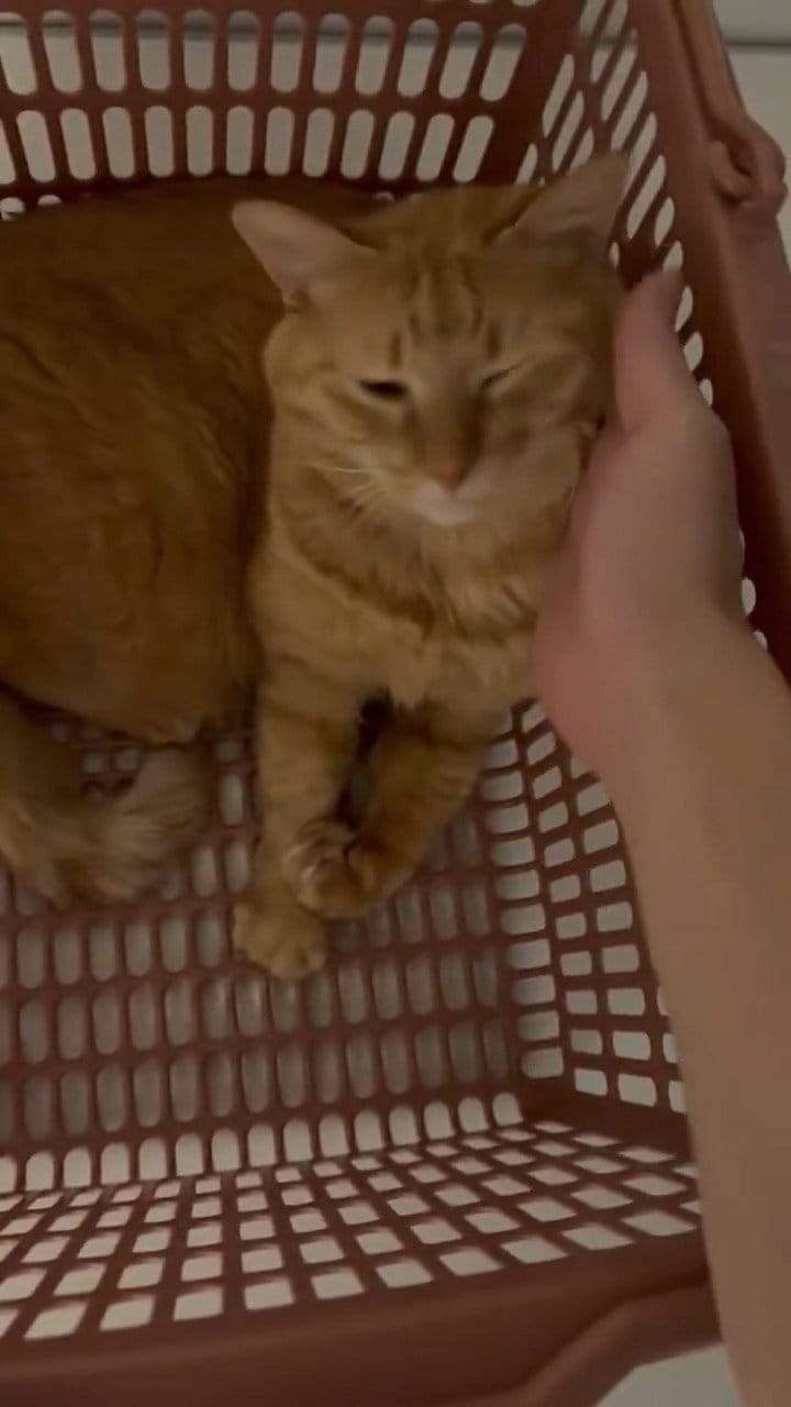 風呂掃除のため「速やかなご退館」をお願いされたお風呂場の猫　運ばれ方にホッコリ