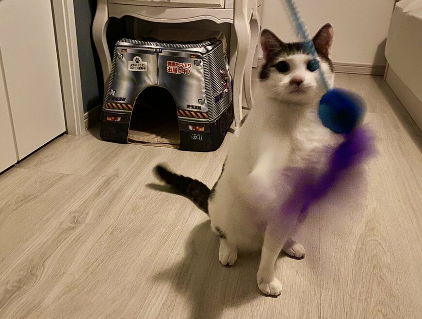 出所：@Saeroyi_cat