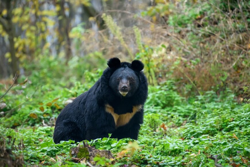 【各地で相次ぐクマ目撃情報】秋田在住の筆者が語る《熊対策のリアル》もしもクマに遭遇してしまったら？