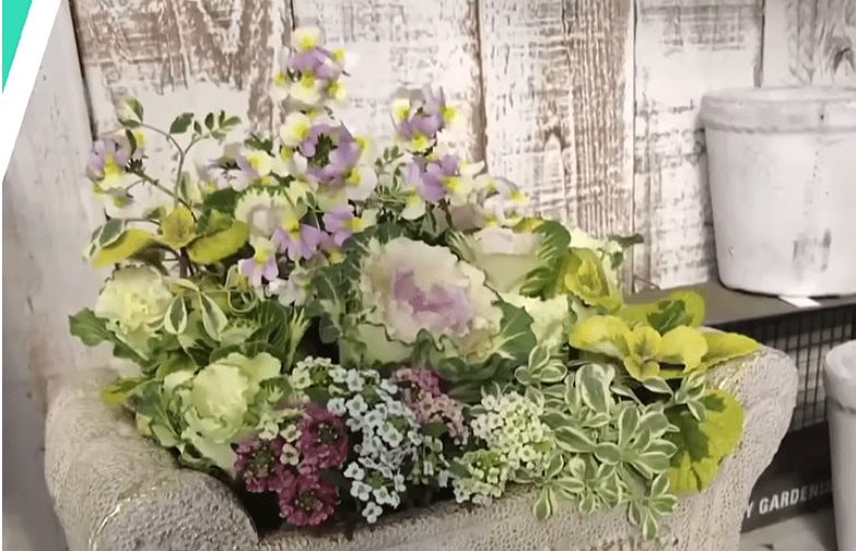 小さめハボタンで【センスのいい寄せ植えづくり】ホワイト系×ソファ鉢で素敵！園芸のプロ解説