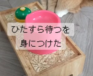 出所:@torakichicorporation
