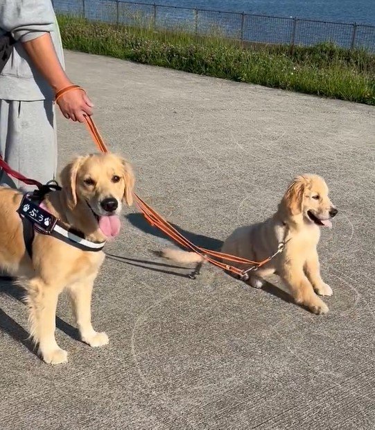 出所：@pu_channeldesu