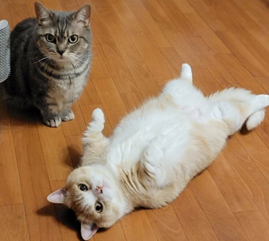 出所：@nekotansoku