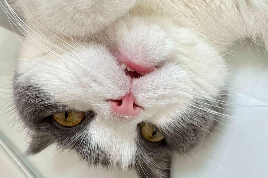 ゴロンと寝そべる猫ちゃんの「顔をよく見ると…」　気づいた「かわいすぎるポイント」に悶絶