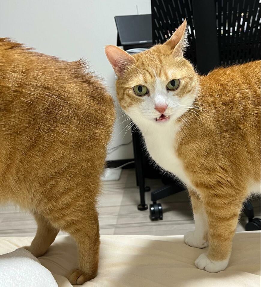 出所：@kunyan_kainyan