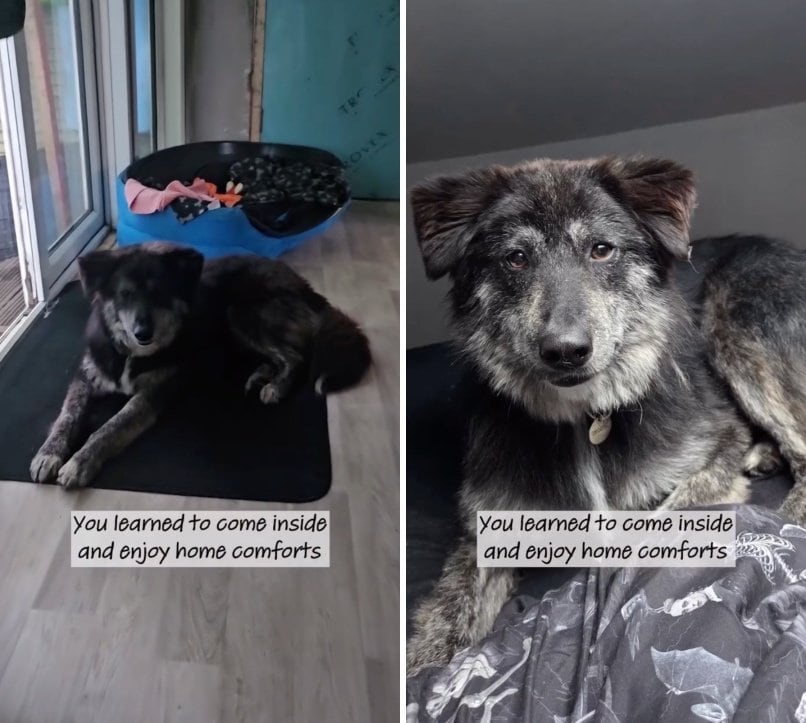 出所：<u><a href="https://www.instagram.com/p/Da4hoe9so83/" target="_blank">@dogs4rescue</a></u>