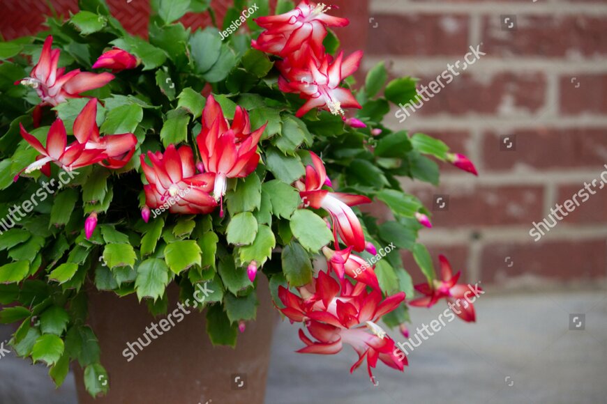 　　　　　　　　　　　　　　　　　　　　   JessicaCox/shutterstock.com