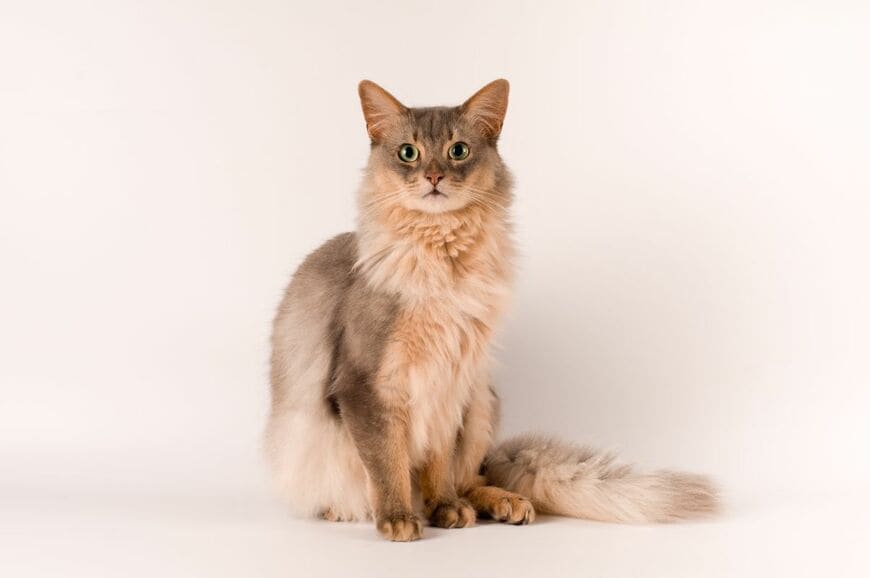 姉貴分の「猫のおもちゃ」にちょっかいを出した猫　待ち構えていた「強烈な洗礼」に笑ってしまう