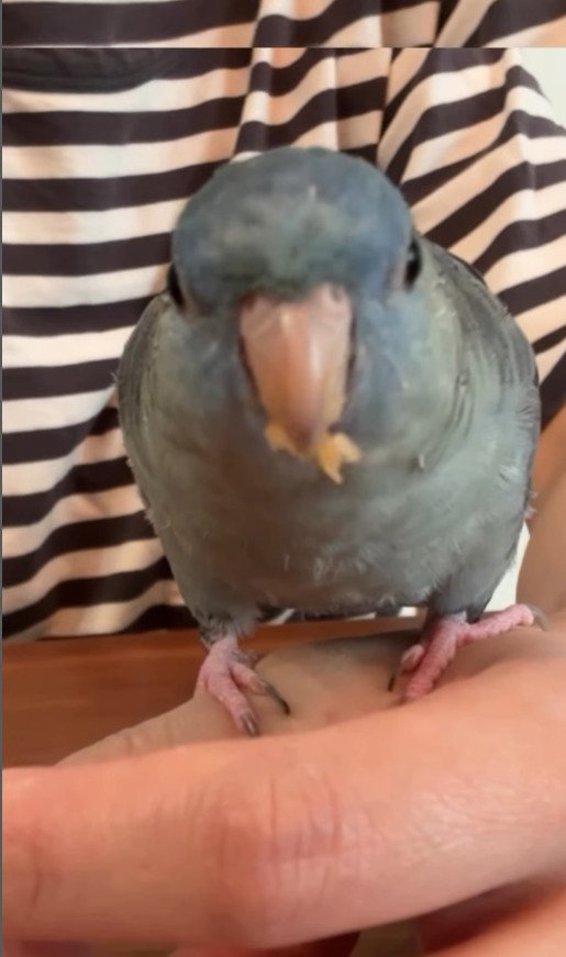 出所：@daiinkoteikoku_soraoto