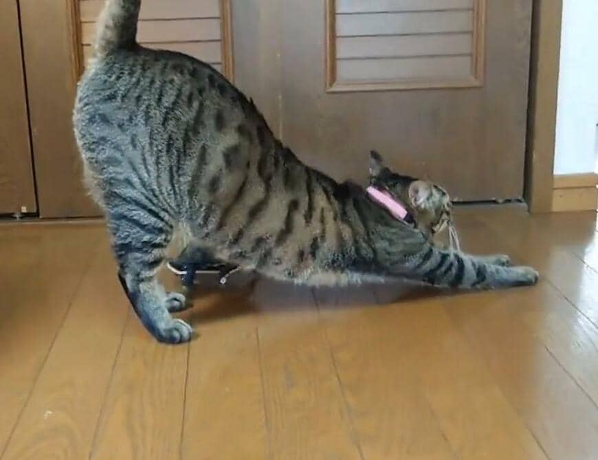 出所：@Mh0MLiErcV8E97C