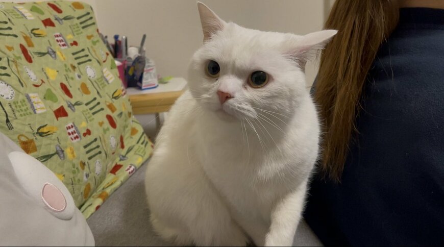 出所：@wataneko_tsuki