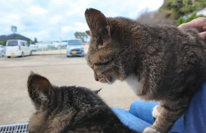 出所：@ImpressedCatVideo