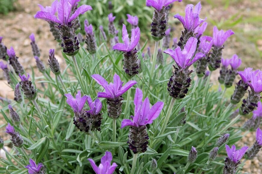 photohampster/istockphoto.com