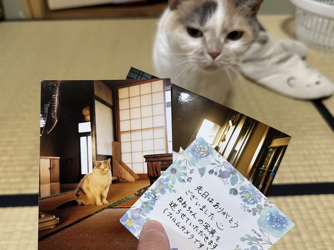 看板猫として活躍する三毛猫さん、お客さんから「推し活」モテモテな様子に気持ちがあたたまる