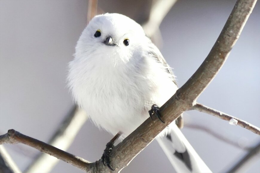 【シマエナガ】繊細で美しいガラスペンや、鳥獣戯画とのコラボグッズとも多数出会えるイベントをご紹介【京都府・北海道】