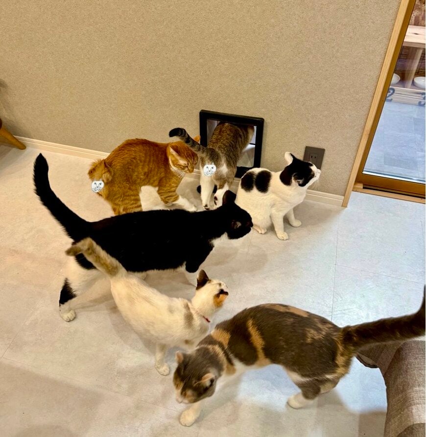 飼い主が立ち上がっただけなのに　猫達のまさかの光景に笑ってしまう