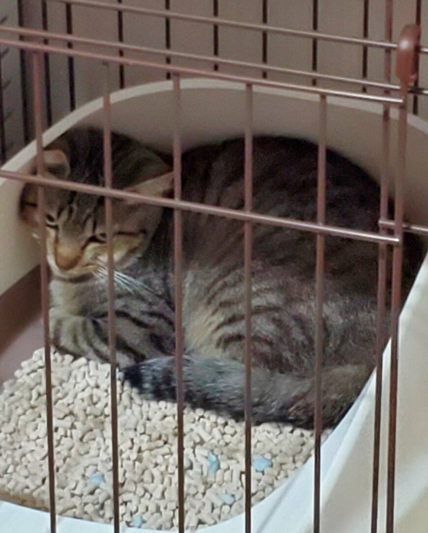 出所：@mero627puri914