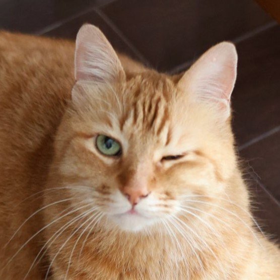 出所:@Adonis_Beginner