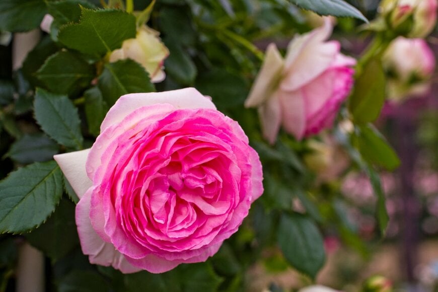 zzz555zzz/shutterstock.com