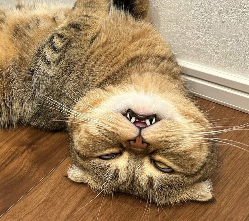 出所：@ponpokopontanu