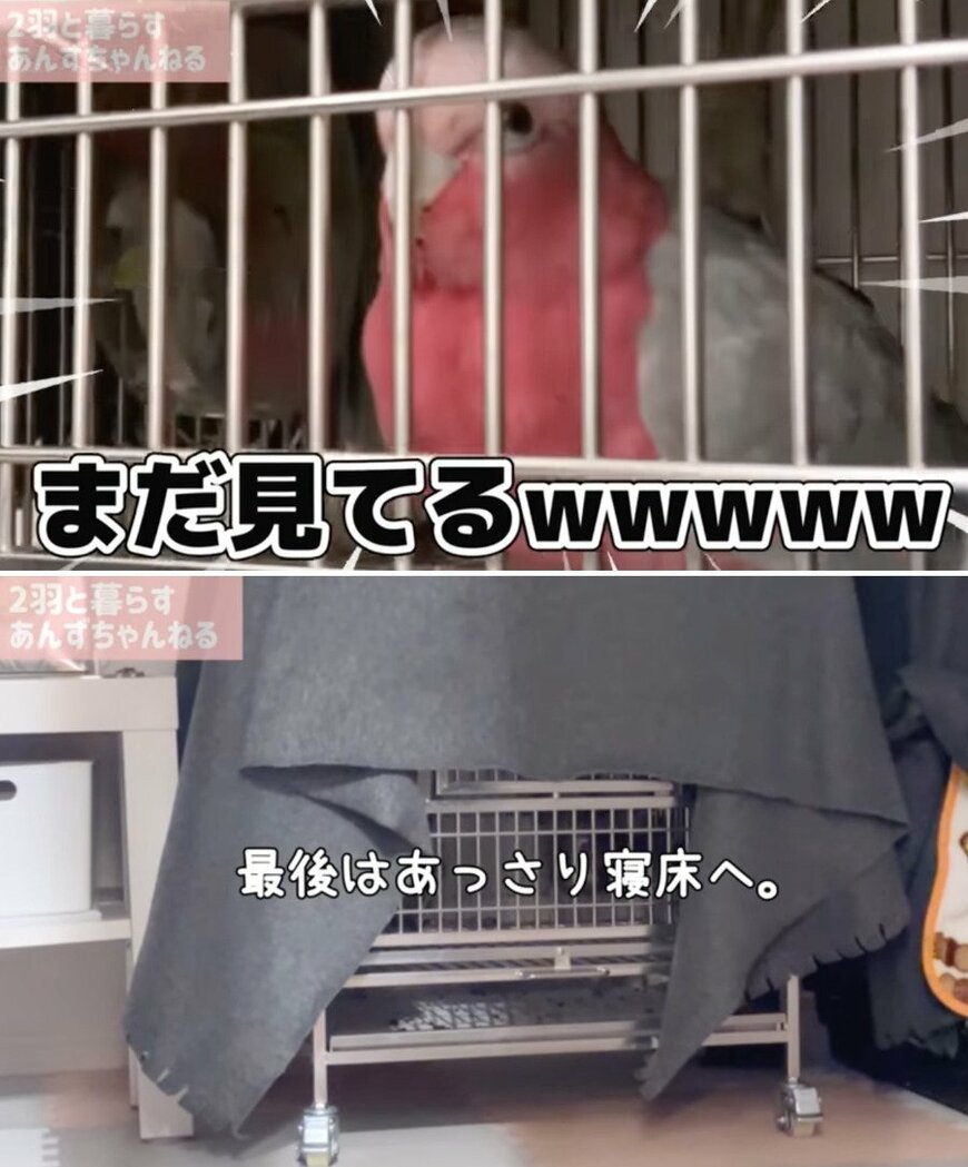 出所：@anz_omomiri