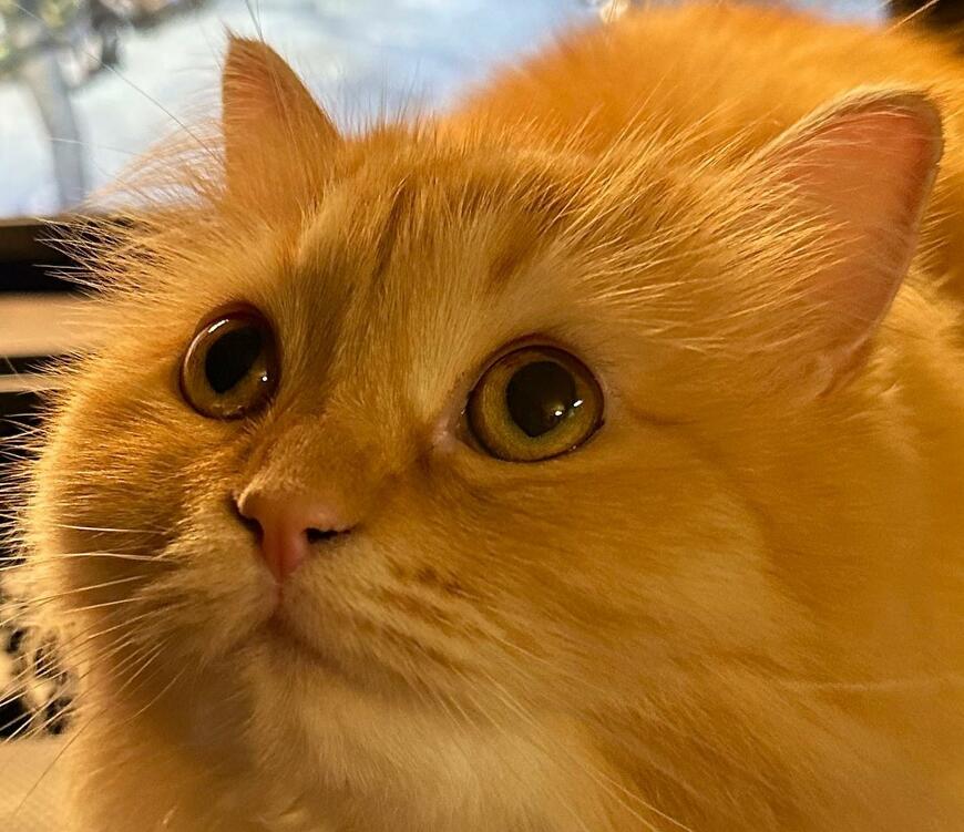 出所：@NEKOLAND13