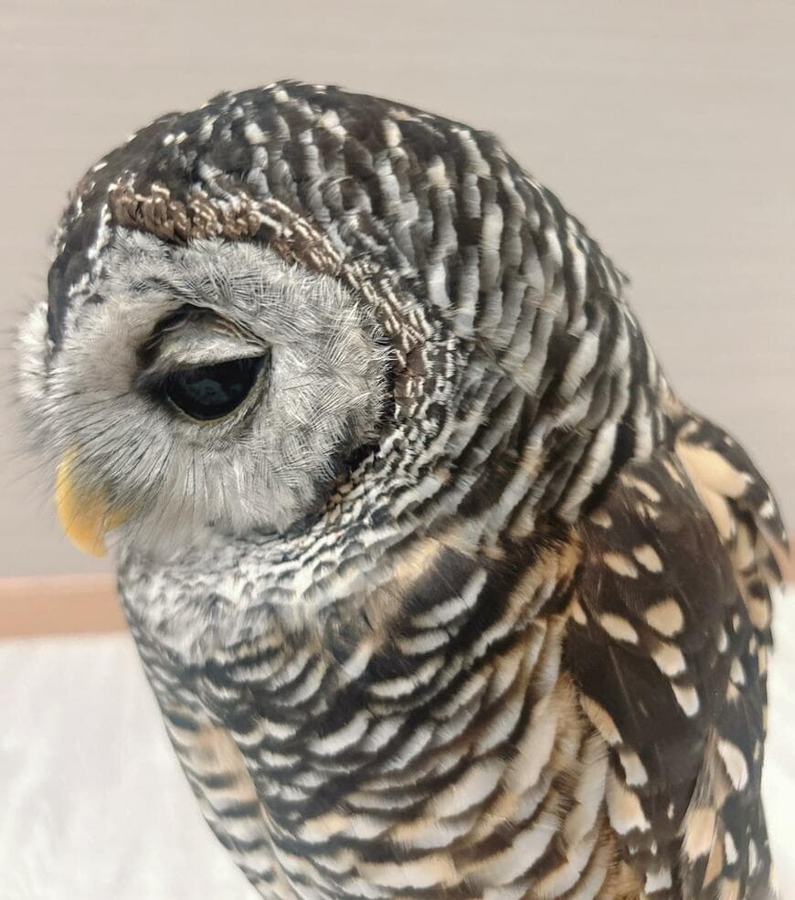 【目がとろん……】眠気に襲われるフクロウさん　まんまるおめめの変化に「眠たいねぇ」の声