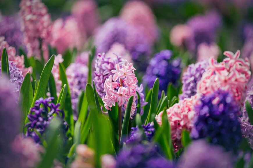 Kateryna Mashkevych/Shutterstock.com