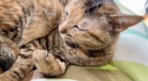 出所：@Adonis_Beginner