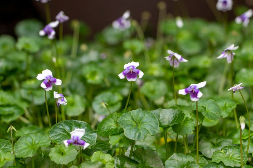 lennykaiser/shutterstock.com