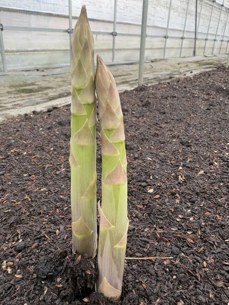 出所：＠furukawa.farm5