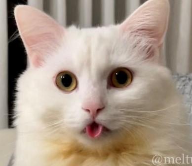 出所：@meltube_cat