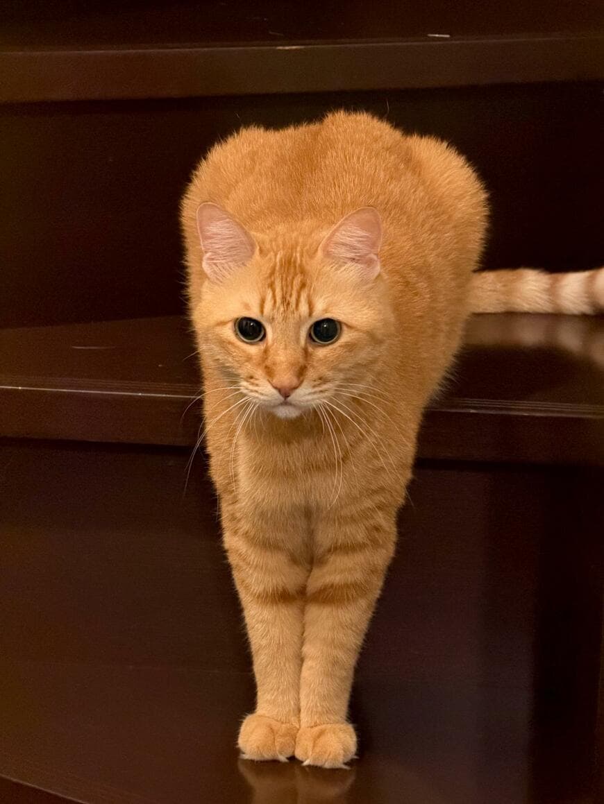 出所：@Adonis_Beginner