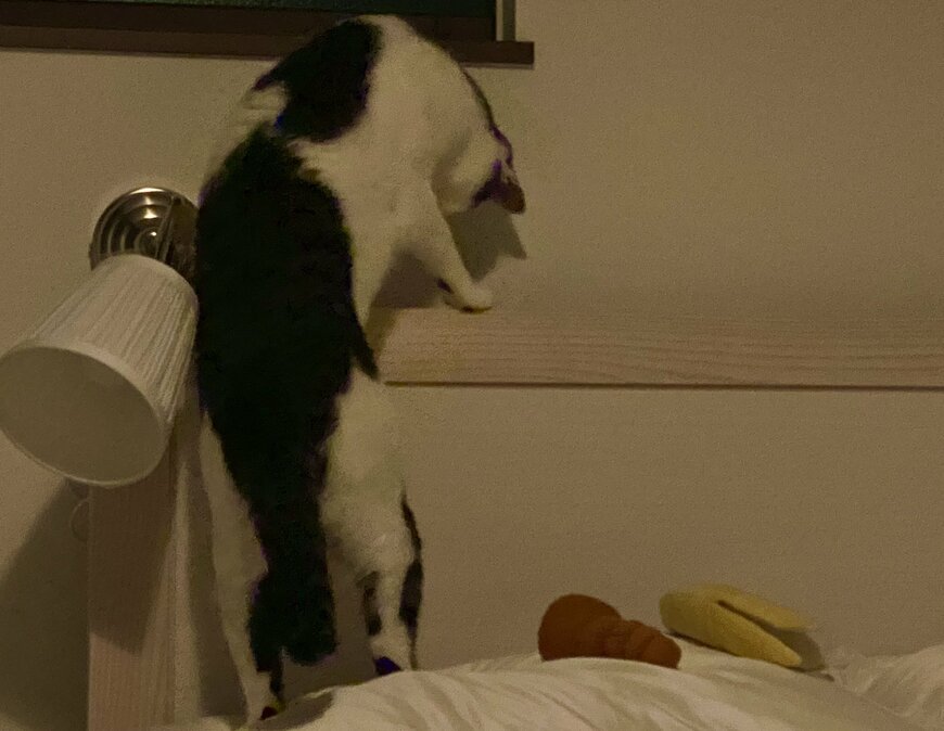 出所：@Saeroyi_cat