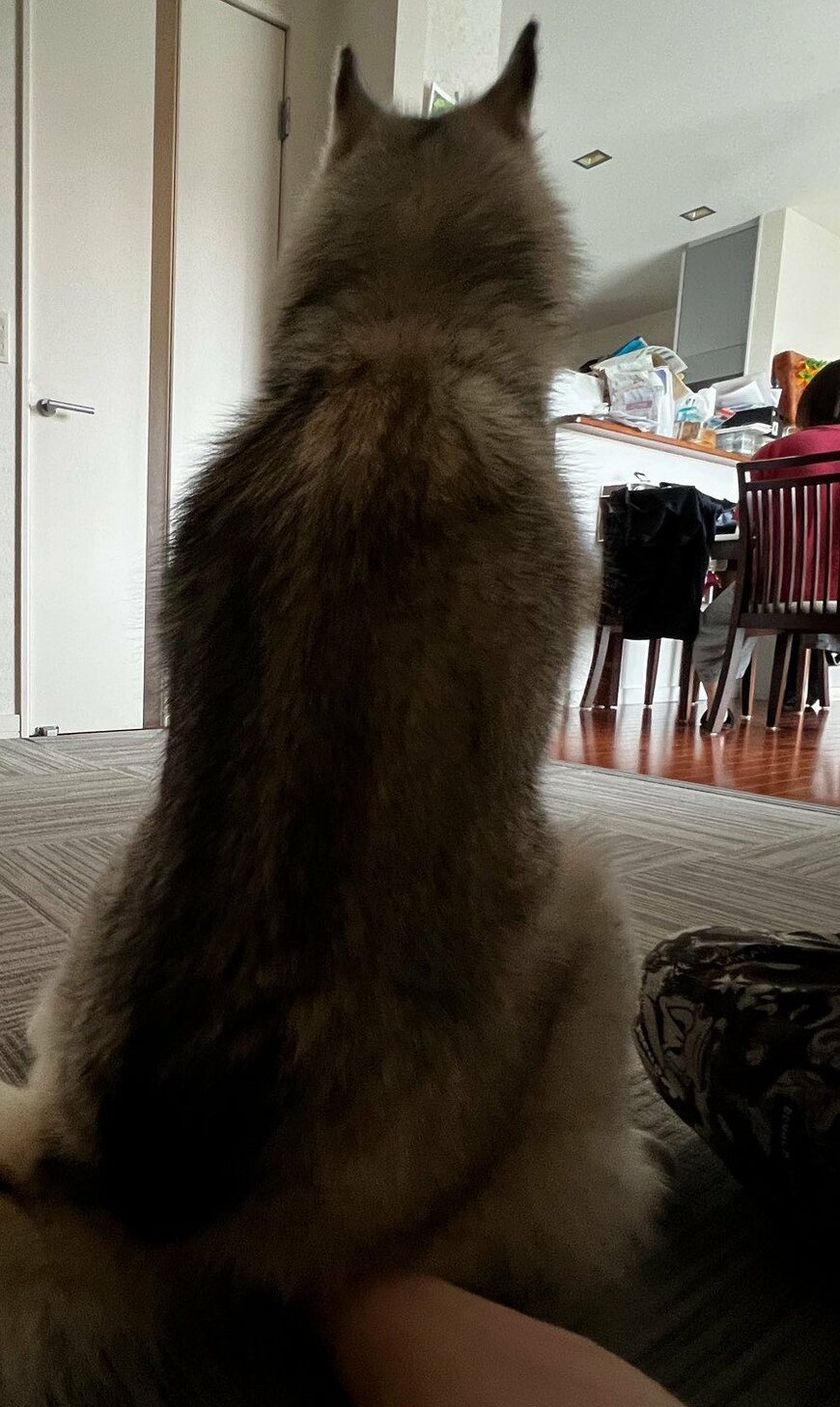 出所：@Livewithhusky