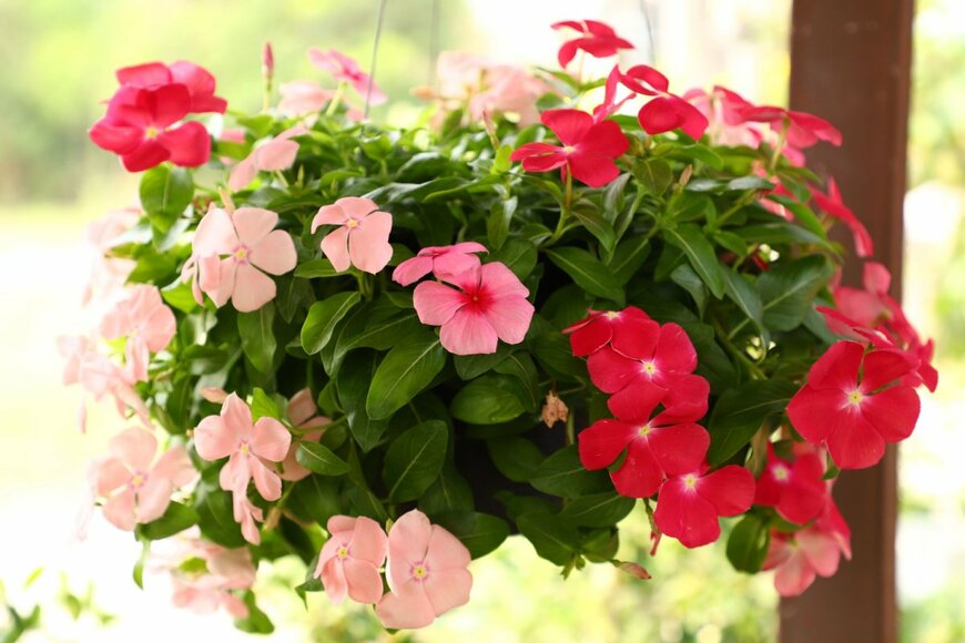 【寄せ植えガーデニング】ニチニチソウの可愛い寄せ植え「いっしょに植えたいお花たち」厳選3つ