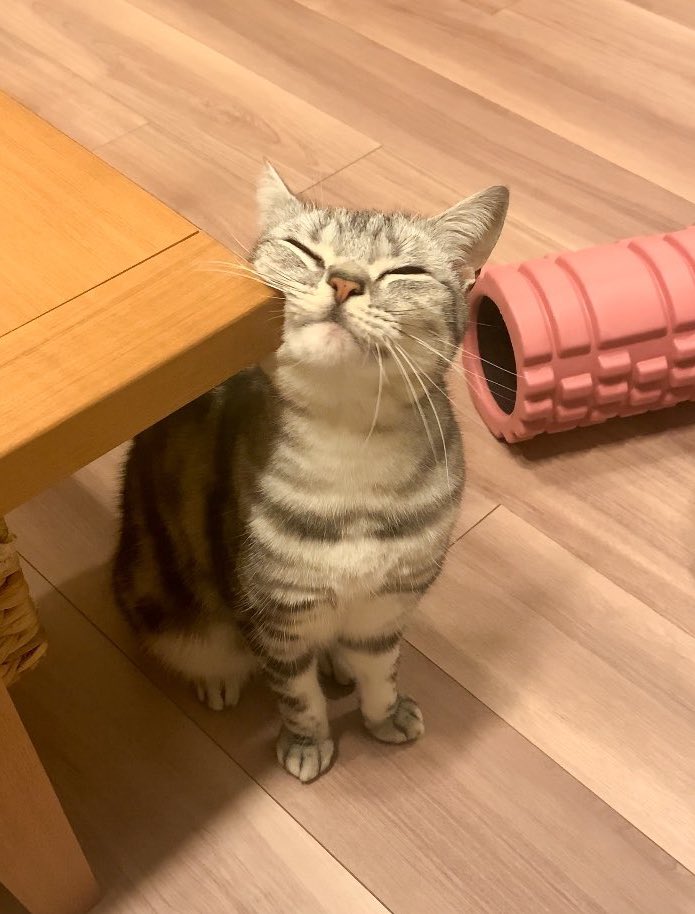 冬毛の猫