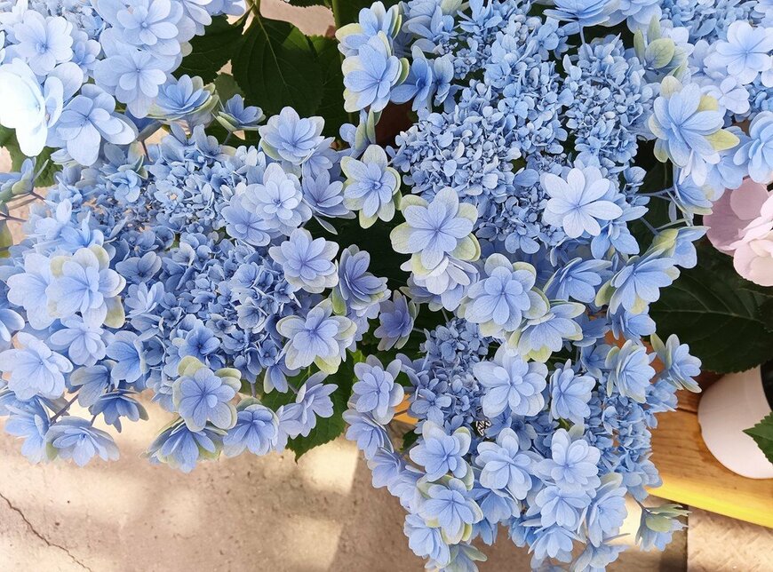 淡いブルーの花が満開の、カスミ