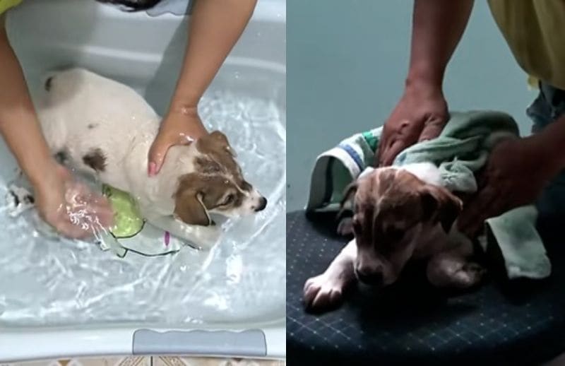 出所：<u><a href="https://www.tiktok.com/@rescue.sweet/video/7517669002064203022" target="_blank">@rescue.sweet</a></u>