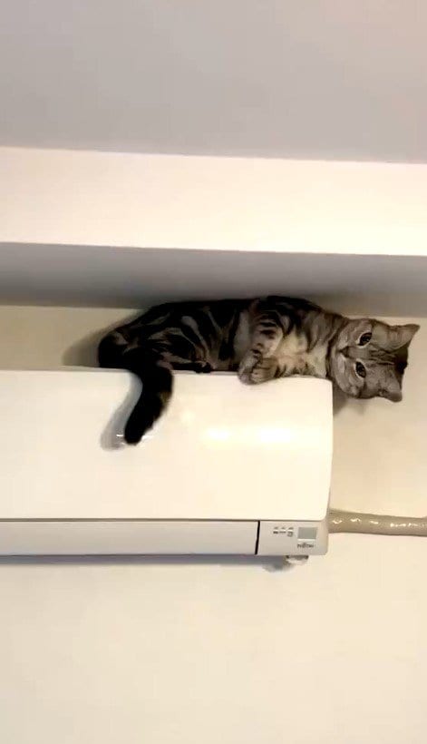 エアコンの上の猫